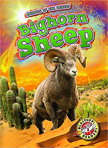 Bighorn Sheep