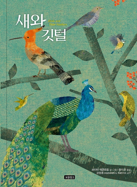새와 깃털