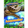 Anacondas